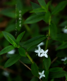 屏幕截图 2025-04-17 082214.png
